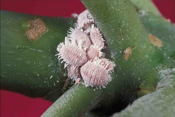 Controle de Pragas em Plantas e Jardins em Valinhos, Vinhedo, Hortolândia, Indaiatuba